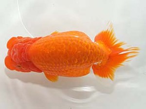 紀州らんちゅう同好会　西大関　谷口仁志　京都市