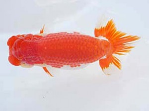 紀州らんちゅう同好会　立行司　中村和明　那智勝浦町