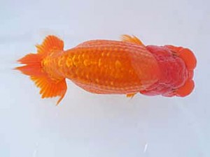 紀州らんちゅう同好会　東取締　辻　敏秋　新宮市