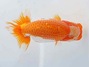 紀州らんちゅう同好会　西取締　岸崎朋生　紀宝町