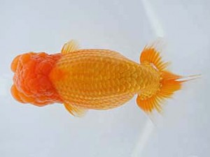 紀州らんちゅう同好会　東大関　伏木寿一　御坊市