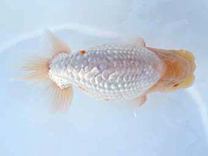 紀州らんちゅう同好会　東取締　中野　勇　相生市