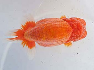 紀州らんちゅう同好会　西取締　田原正己　那智勝浦町