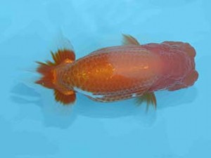 好鱗会　東大関　神田太郎