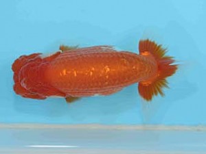 好鱗会　立行司　神田太郎