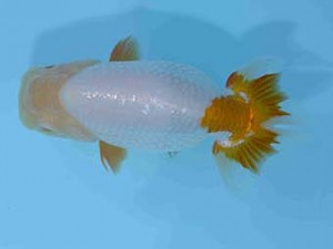 好鱗会　取締一　小山内　徹