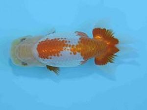 好鱗会　取締二　宮下昌美