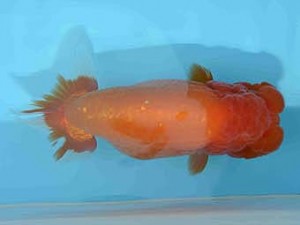 好鱗会　東大関　佐野　勝