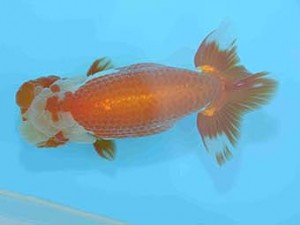 好鱗会　西大関　丸山克昌