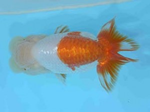 好鱗会　立行司　店網秀男