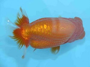 好鱗会　取締一　須田友一郎