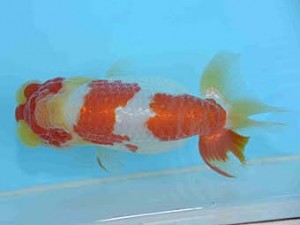 好鱗会　取締二　加納力一