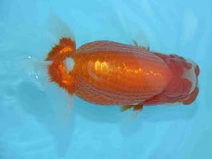 好鱗会　西大関　高津克人