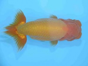 好鱗会　取締一　宮下昌美