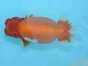 好鱗会　取締二　高津克人