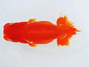 三河金鱗会　東大関　西澤広行　安城