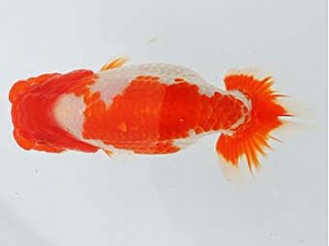 三河金鱗会　西大関　前島浩司　飯田