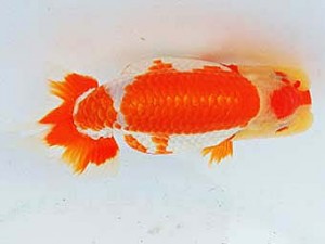 三河金鱗会　立行司　堀出正明　東海