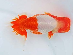 三河金鱗会　東取締　市村正直　安城