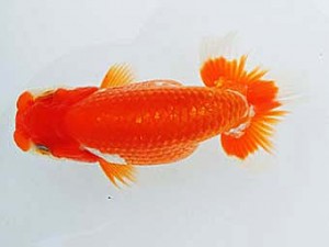 三河金鱗会　東大関　井上　達　半田