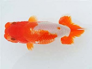 三河金鱗会　立行司　新美政雄　半田