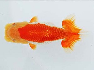 三河金鱗会　東取締　宇野正志　長久手