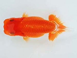 三河金鱗会　西取締　榊原英樹　武豊