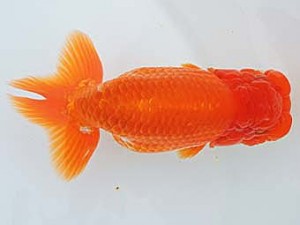 三河金鱗会　東大関　小早川義幸　半田