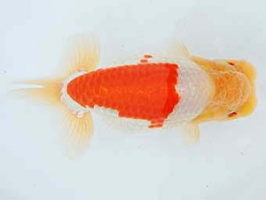 三河金鱗会　西大関　都築俊幸　安城