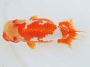 三河金鱗会　立行司　杉浦博治　安城