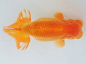 三河金鱗会　東取締　高須一三　名古屋