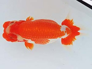 三河金鱗会　西取締　都築明彦　常滑