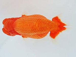 三河金鱗会　東大関　都築明彦　常滑