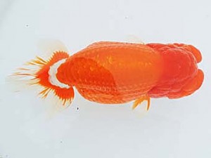 三河金鱗会　西大関　杉本俊幸　碧南