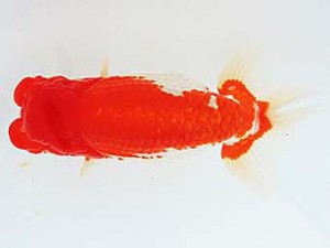 三河金鱗会　立行司　杉本俊幸　碧南