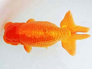 三河金鱗会　東取締　荒井実明　一色