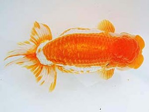 三河金鱗会　西取締　磯村　太　常滑