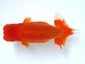 愛媛らん友会　西大関　佐々木勝利（松山）