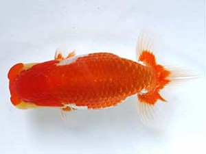 愛媛らん友会　立行司　小笠原義照（浅口）