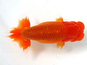 愛媛らん友会　取締一　吉成志朗（徳島）