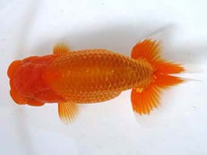 愛媛らん友会　取締二　吉成志朗（徳島）