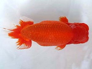 愛媛らん友会　東大関　竹内誠司（松山）