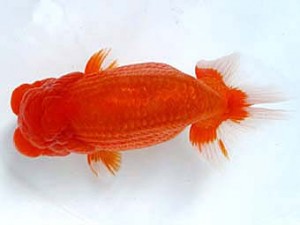 愛媛らん友会　立行司　吉成志朗（徳島）