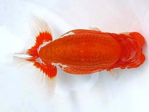 愛媛らん友会　取締一　宮内繁男（松前）