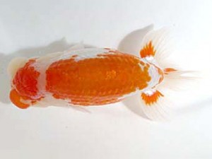 愛媛らん友会　取締二　佐々木勝利（松山）