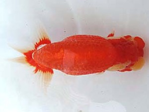 愛媛らん友会　東大関　直野高幸（新居浜）