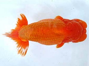 愛媛らん友会　西大関　吉成志朗（徳島）