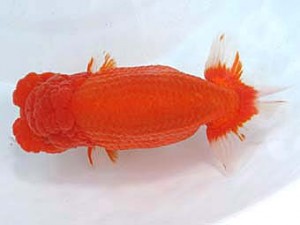 愛媛らん友会　立行司　鳴海　満（横浜）