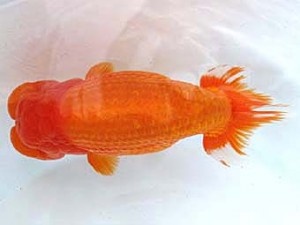 愛媛らん友会　取締一　吉成志朗（徳島）