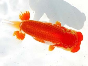 両毛愛魚会　東大関　塩原竹史